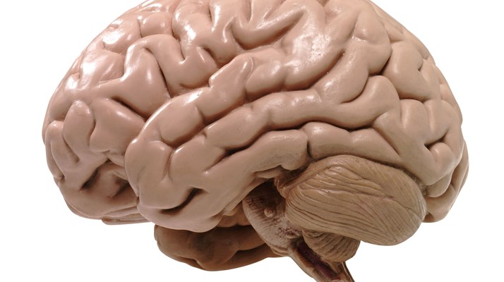 Het menselijk brein